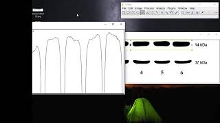 Image J  Western Blot Analysis by Şeyda Nur GİRGİN [upl. by Eciral]