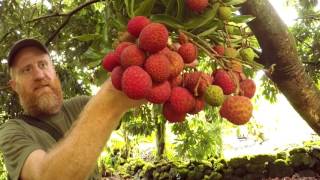 Homestead Harvest Lychee [upl. by Nahgam]