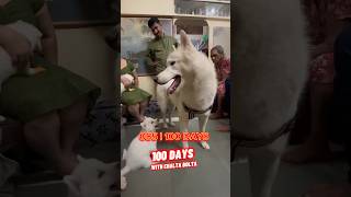 destiny birthday  085 100dayswithchaltabolta husky viral trending short [upl. by Cychosz]