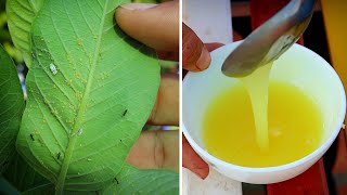 How to make organic Pesticide Insecticide Fungicide for all plants Amazing all in one solution [upl. by Llerihs]