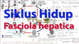 Siklus Hidup Fasciola hepatica [upl. by Royall]