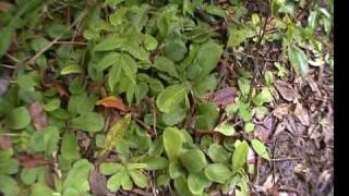 Queensland Part 3 Drosera schizandra on Mount Bartle Frere [upl. by Muhcan]