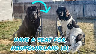 Newfie 101 Is a Newfoundland Dog Right For You [upl. by Eenhpad]