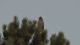 Cassins Finch disjunct song Monitor Range Nye County Nevada  June 2021 [upl. by Egiaf]