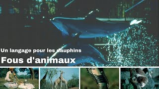 Un langage pour les dauphins  Fous danimaux [upl. by Barbaraanne]