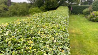 Trimming a Fagus sylvatica hedge gardening hedgecutting stihl henchman [upl. by Aicilet864]