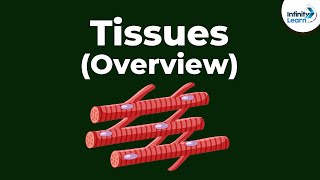 Tissues  Overview  Dont Memorise [upl. by Il]