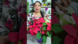 No Dejes Morir tu Flor de pascua o Noche Buena flordepascua [upl. by Nolasba]