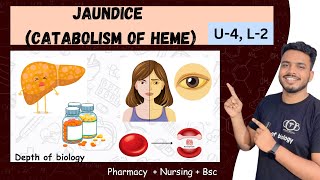 catabolism of heme  jaundice pathophysiology  catabolism of heme hyperbilirubinemia and jaundice [upl. by Ailene]