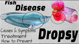 Aquarium Fish Disaster  What is Dropsy Disease and How To Cure Them [upl. by Lanevuj700]