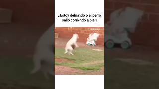 Estoy delirando o el perro corrio en dos patas 😂😂 humor comedia funny parati viralshort dog [upl. by Edyaw]