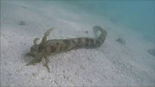 Synapta maculata the snake sea cucumber [upl. by Cornish99]