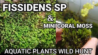 FISSIDENS SP amp MICRO PELLIA MOSS Aquaticplants wildhunt Aquariumplants aquascaping [upl. by Prisilla776]