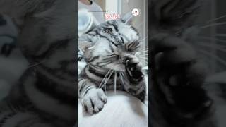 この表情である😤｜PECO アメリカンショートヘア 猫 愛猫家 猫のいる暮らし americanshorthair cat catlover catlife [upl. by Mojgan]