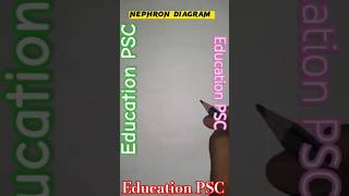 Nephron diagram easy hindi song hindisong motivation [upl. by Brote]