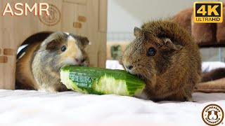 Guinea Pigs Battle Over Cucumber Devour Watermelon ASMR  4K [upl. by Wallis]