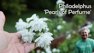 Pearls of Perfume™ Mock Orange  Philadelphus lewisii Pearls of Perfume™ [upl. by Gillespie957]