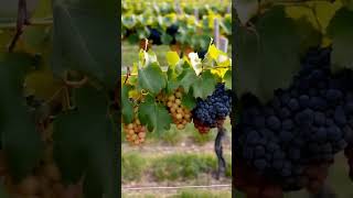 Grapes Uncovered From Vine to Wonder 7 [upl. by Schou]