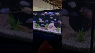 15 Cichlid Tanks in One Fish Room Here are 6 of Them [upl. by Seleta]