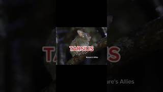 TARSIUS shorts animals wildlife [upl. by Barfuss287]