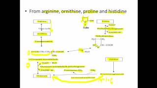 Synthesis of Nonessential Amino Acids Part 2 [upl. by Meldoh]