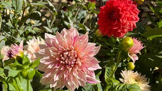 Dahlia Year2Update my dahlias garden on 1909 autumn is coming soon ดอกรักเร่สวีเดน🇹🇭🇸🇪 [upl. by Semela340]