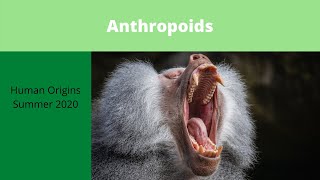 Anthropoids [upl. by Areht]