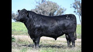 HTM22T90  Lot 10 Thornleigh Northtor Bull Sale 12 July 2024 [upl. by Yenttihw388]