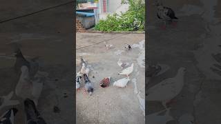 Good morning guys ☺️ Pigeon food feet videos pigeon ytshorts pgn tamilvideo shortsfeed reels👋🏻 [upl. by Dnanidref]