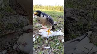 Falcon hunter catch bird trend birdsounds youtube youtubeshorts youtuber shortsvideo shorts [upl. by Rahel]