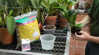 How to Repot a Phalaenopsis Orchid [upl. by Ainafets]