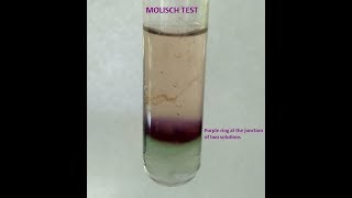 Molisch Testa group test for Carbohydrates [upl. by Teik587]