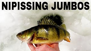 Ice Fishing Lake Nipissing JUMBO PERCH  Simple Technique [upl. by Danieu]