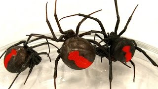 Deadly Spider Infestation How To Catch Lots Of Beautiful Redback Spiders [upl. by Adnah207]