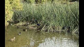 Leongatha Wetlands [upl. by Binette]