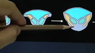 The development of Myelencephalon Part 2 [upl. by Haye151]