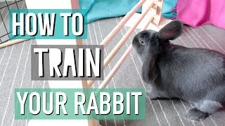 How To Teach Your Rabbit Tricks [upl. by Aisyram390]