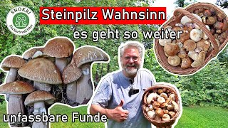 Steinpilz Wahnsinn und Pilze ohne Ende im Laubwald Nadelwald und Park  Große Tour super Funde [upl. by Tutt649]