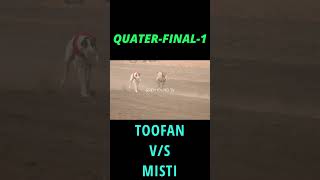 TOOFAN VS MISTI  BEST QUATERFINAL RACE greyhound tv doglovers [upl. by Cherianne]