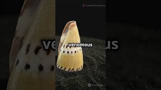 5 Deadliest Animals You’d Never Expect 🐍🦟😱 subscribe facts animals shorts mustwatch nature [upl. by Katrinka]