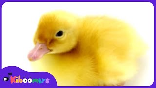 Six Little Ducks Video  The Kiboomers Preschool Songs amp Nursery Rhymes About Animals [upl. by Traweek]