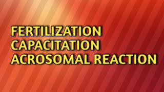 Fertilizationcapacitationacrosomal reaction [upl. by Entruoc]