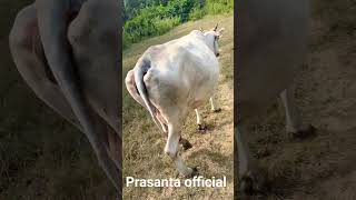 12 litter milk 🥛🥛 jarsi cowcow prasantaofficial animals [upl. by Clara228]