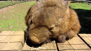 The friendly Australian wombat [upl. by Panayiotis767]