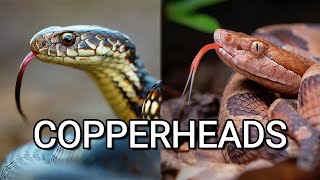 Copperhead vs Copperhead two venomous snakes from the USA and Australia [upl. by Hollis]