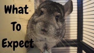 What To Expect When Your Bring Your Chinchilla Home [upl. by Jary]