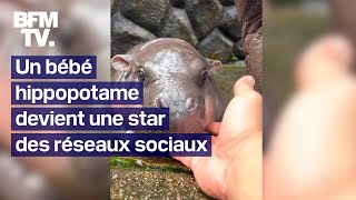 Grâce à un bébé hippopotame star des réseaux un zoo double son nombre de visiteurs en Thaïlande [upl. by Hrutkay299]