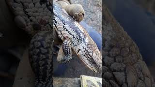 Australian Blue Tongue lizard solo 21 tick removal [upl. by Hairacaz]