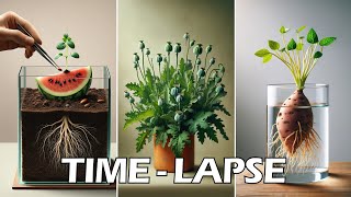 964 days in 30 mins  growing plant time lapse compilation greentimelapse gtl timelapse [upl. by Sad158]