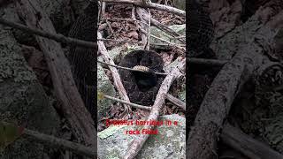 Crotalus horridus in rock field dayhikingandherpingdudes [upl. by Campney]